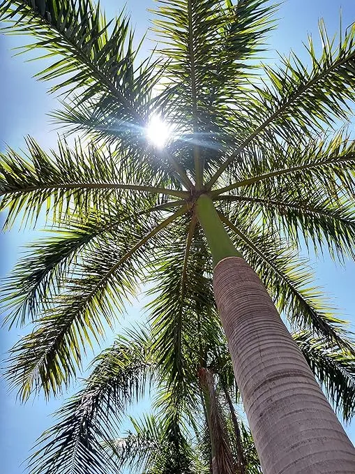 Royal Palm | Seed Grow Kit | The Jonsteen Company