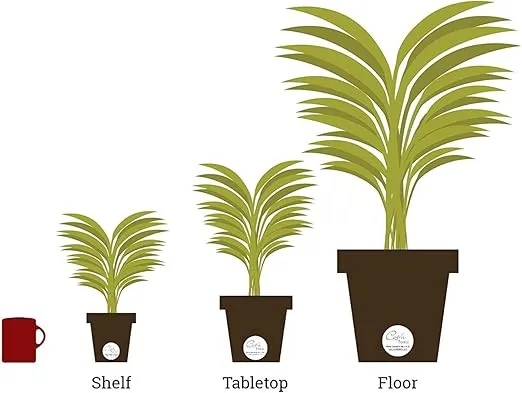 Costa Farms Peace Lily, Live Indoor Plant with Blooming Flowers Delivery, Easy to Grow Houseplant in Plant Pot, Thinking of You, Get Well Soon Gift, Room Decor, 1 Foot Tall