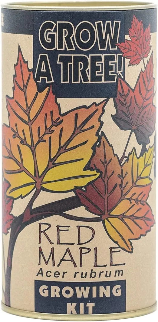 Red Maple | Tree Seed Grow Kit | The Jonsteen Company