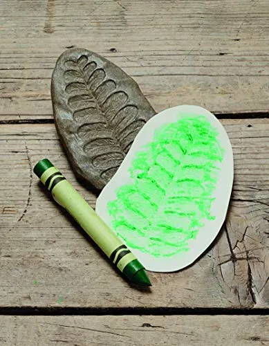 Yellow Door Let's Investigate Fossil Stone, Pack of 8
