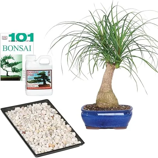 Brussel's Bonsai Live Ponytail Palm Bonsai Tree - 6 Year, 12 to 20 in - Indoor Bonsai Tree with Ceramic Pot