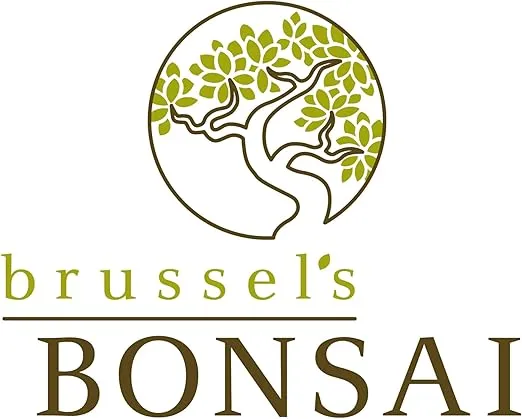 Brussel's Bonsai Live Green Mound Juniper Bonsai Tree - Medium, 5 Year, 6 to 10 Inches - Outdoor Bonsai Tree Live with Rock Bonsai Pot