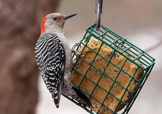 C&S Insect Delight No-Melt Suet Dough